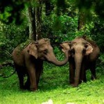 Chimmony Wildlife Sanctuary Trekking  (1D)